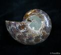 Inch Desmoceras Ammonite (HALF) #2988-1